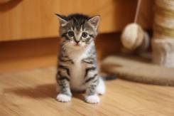 Шотландская кошка.