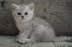Британская кошка.