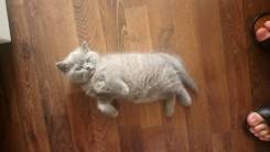 Шотландская прямоухая кошка.