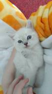 Шотландская прямоухая кошка.