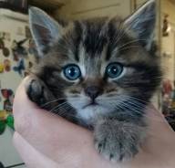 Кошки.