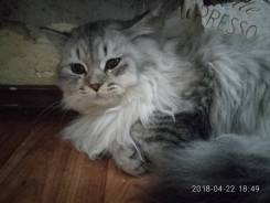 Британская кошка.