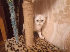Британская кошка.