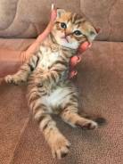 Шотландская вислоухая кошка.