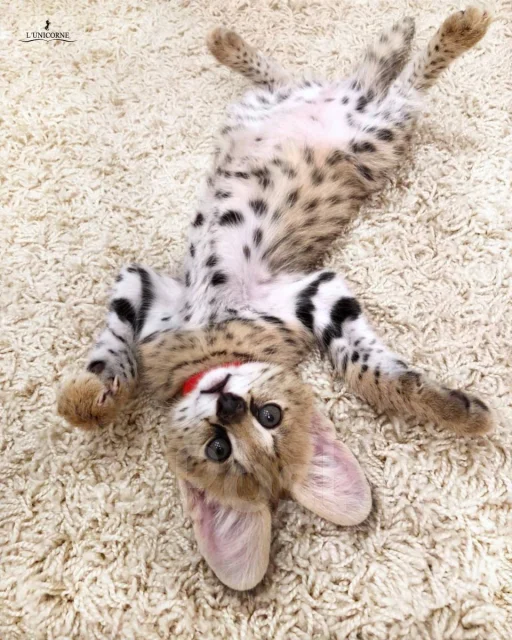 ������. ��� ����� �� ������ ����