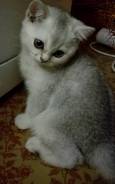 Британская кошка.