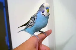�������. ����