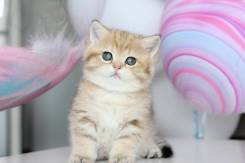 Британская кошка.