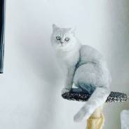 Британская кошка.