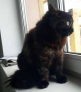 Кошки.