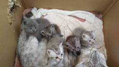 Шотландская кошка.