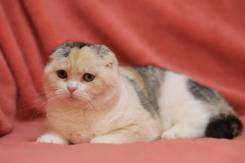 Шотландская кошка.