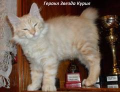 Бобтейл.