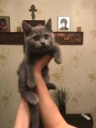 Британская кошка.