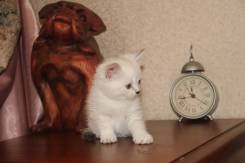 Британская кошка.
