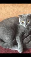 Шотландская вислоухая кошка.