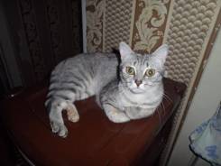 Кошки.