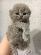 Продажа котят
