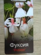 Фуксия.