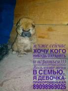 Отдадим в самые добрые руки
