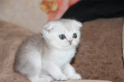 Шотландская кошка.