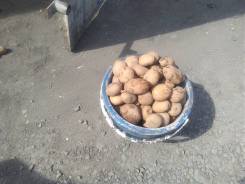 Картофель.
