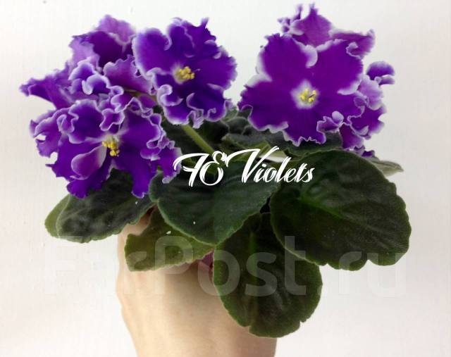 Ек тибет