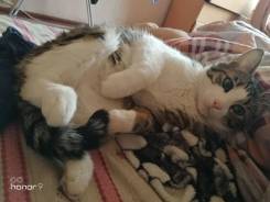 Кошки.