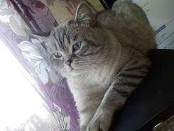 Шотландская кошка.