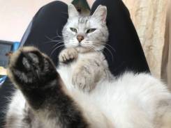 Кошки.