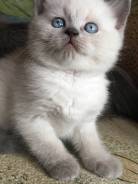 Британская кошка.
