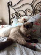 Шотландская кошка.