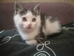 Кошки.