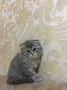 Шотландская кошка.