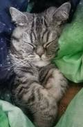 Шотландская прямоухая кошка.