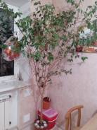 Фикус Бенджамина.