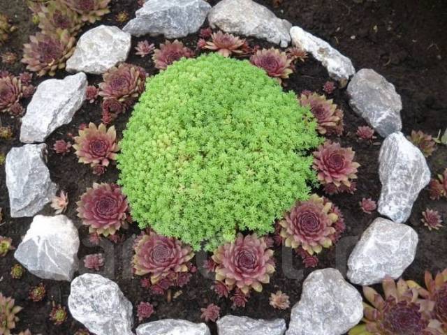 Камнеломка в саду фото оформление участка