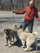 Кавказская овчарка.