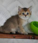 Британская кошка. Под заказ
