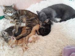 Отдам котят