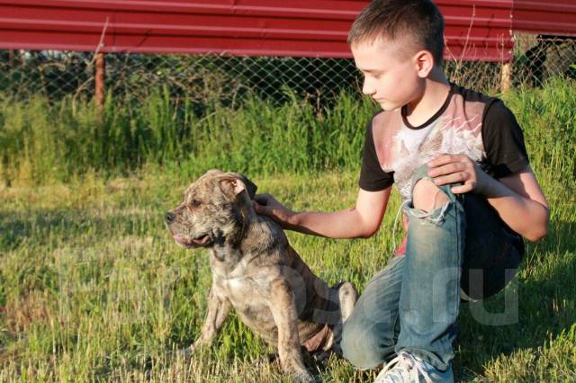 Щенок кадебо Мальчик тигрового окраса, под заказ. Цена: 36 000₽ в ...