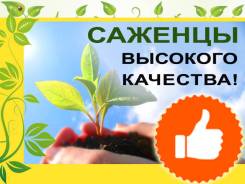Плодовые, ягодные растения.