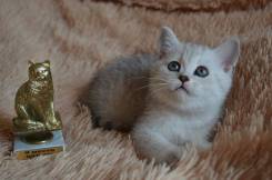 Британская кошка.