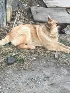 Три подростка ищет дом и любящего хозяина.