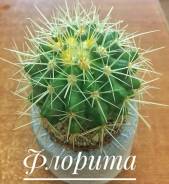 Кактус.