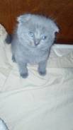 Шотландская вислоухая кошка.