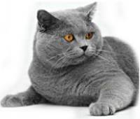 Британская кошка.