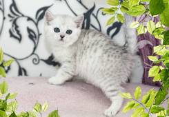 Шотландская кошка (страйт)