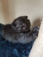 Шотландская кошка.