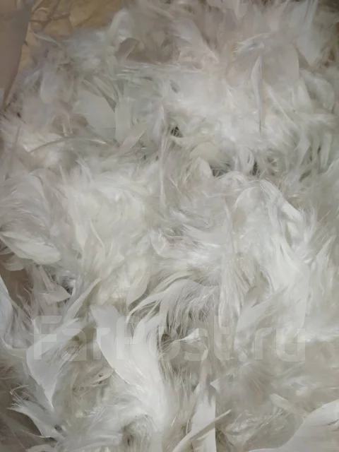 ���. ����